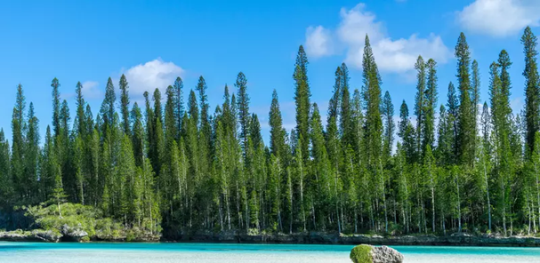 The Araucaria Enigma